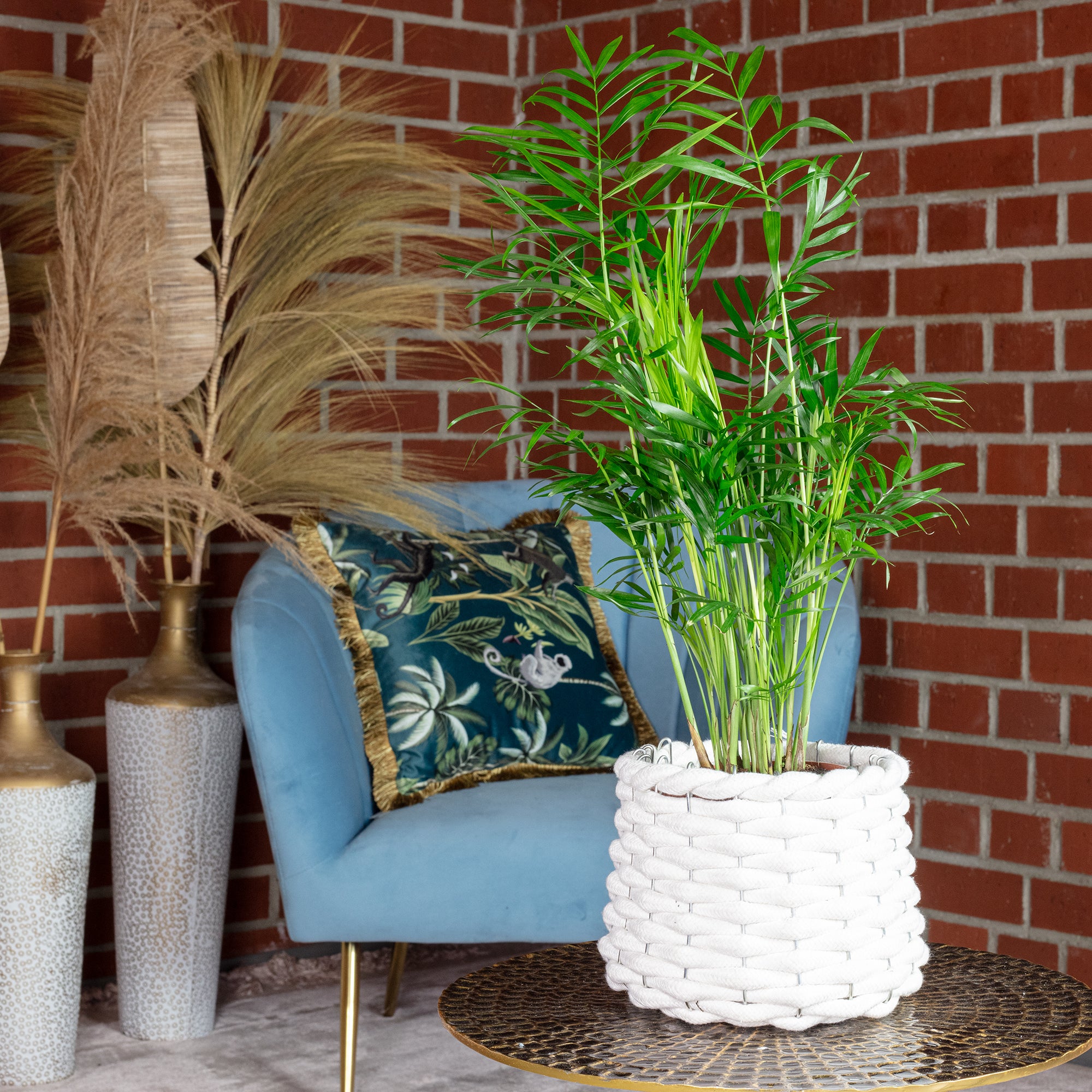 Bergpalme - Chamaedorea elegans - Höhe ca. 35 cm, Topf-Ø 12 cm