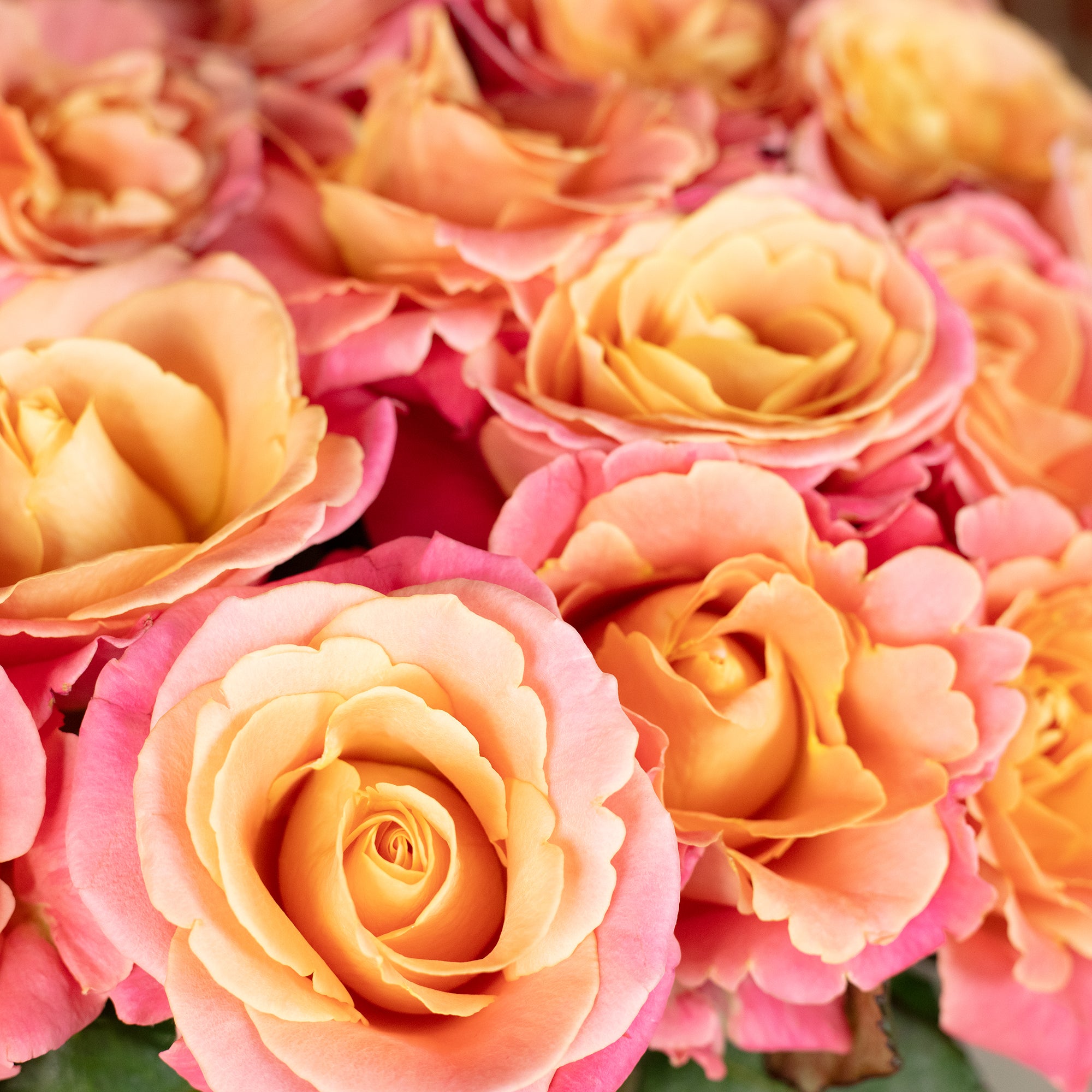 Blumenstrauß 'Miss Elegance' - Stiellänge ca. 50 cm - Strauß frischer Rosen