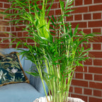 Bergpalme - Chamaedorea elegans - Höhe ca. 35 cm, Topf-Ø 12 cm