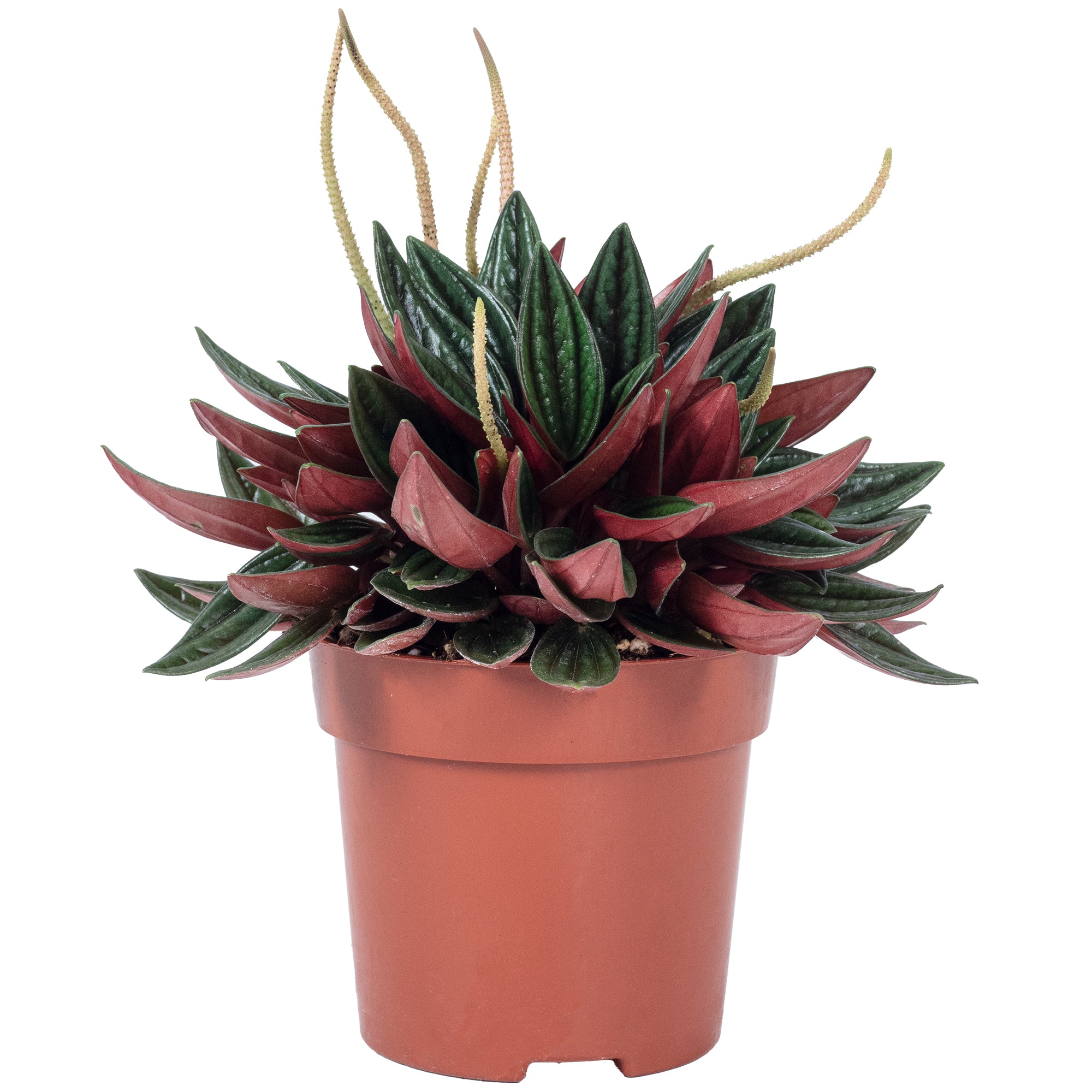 Zwergpfeffer "Smit Rosso" - Peperomia - Höhe ca. 15 cm, Topf-Ø 10,5 cm