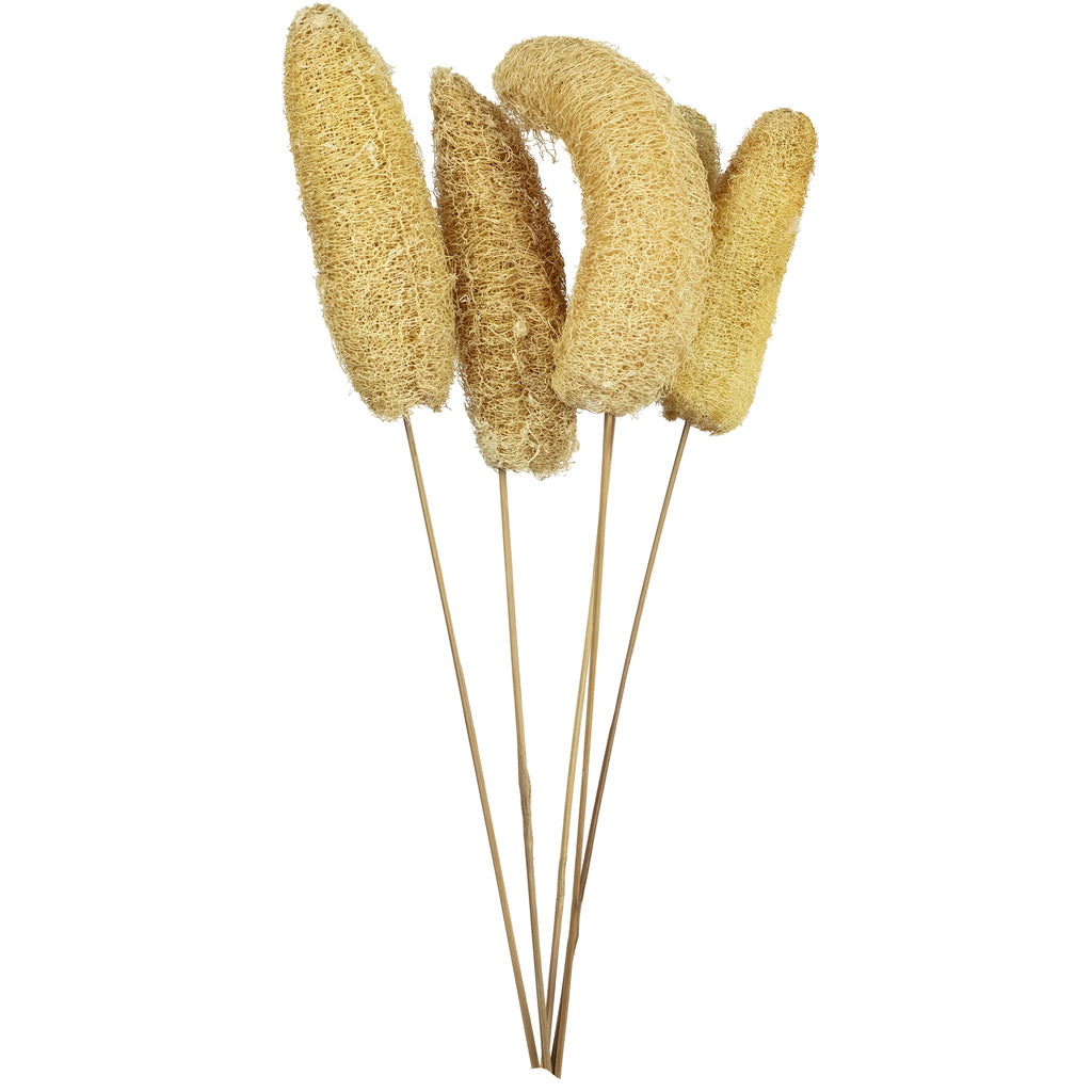 Luffa-Kopf am Stiel - 5 Stück - Poly - natur