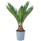 Palmfarn 6+ Wedel - Cycas revoluta - Höhe ca. 25 cm, Topf-Ø 12 cm