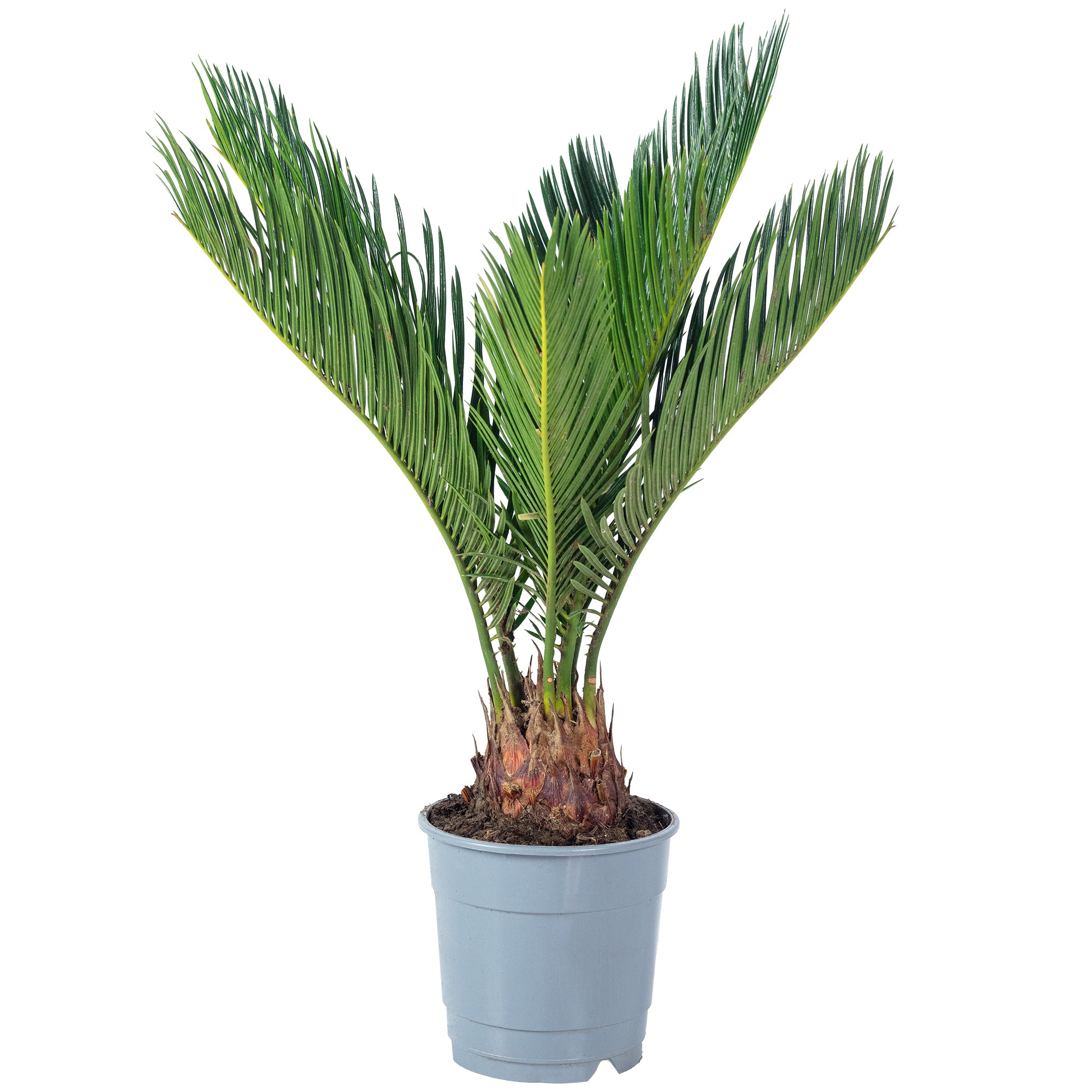 Palmfarn 6+ Wedel - Cycas revoluta - Höhe ca. 25 cm, Topf-Ø 12 cm