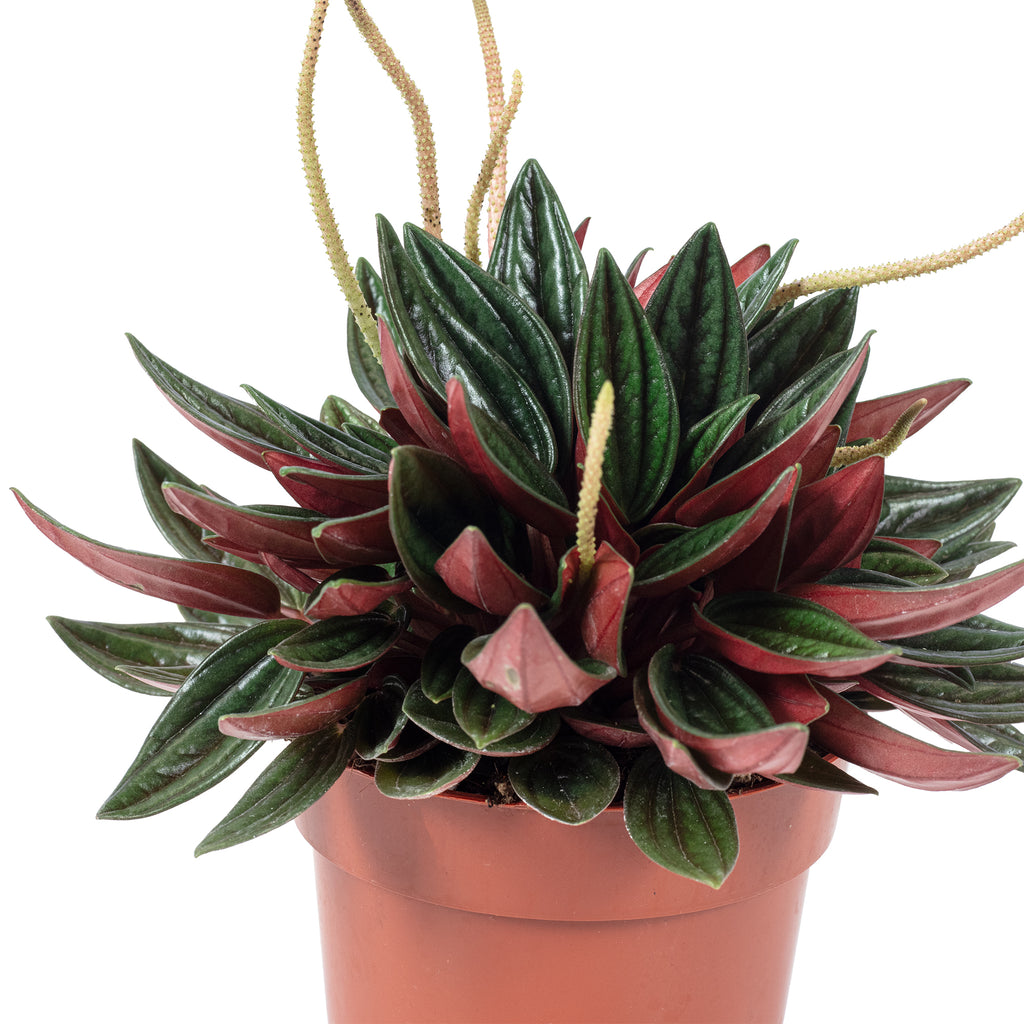 Zwergpfeffer "Smit Rosso" - Peperomia - Höhe ca. 15 cm, Topf-Ø 10,5 cm