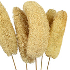 Luffa-Kopf am Stiel - 5 Stück - Poly - natur