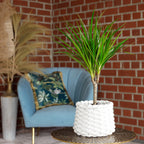 Drachenbaum - Dracaena Marginata - Höhe ca. 35 cm, Topf-Ø 12 cm