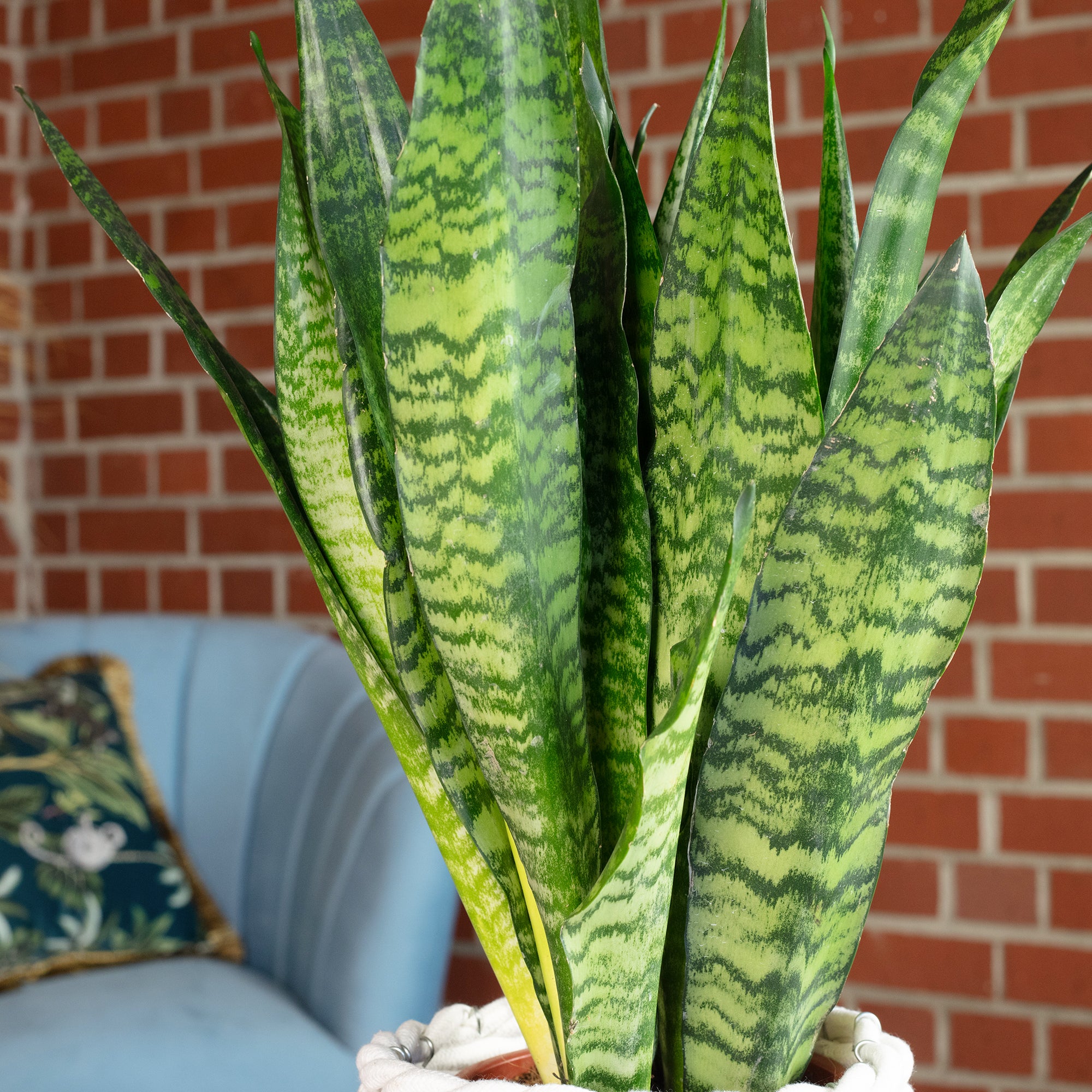 Bogenhanf - Sansevieria zeylanica - Höhe ca. 65 cm, Topf-Ø 17 cm