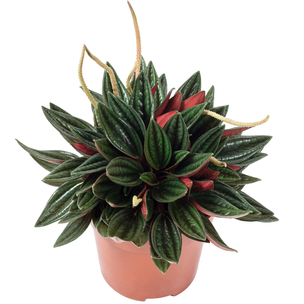 Zwergpfeffer "Smit Rosso" - Peperomia - Höhe ca. 15 cm, Topf-Ø 10,5 cm