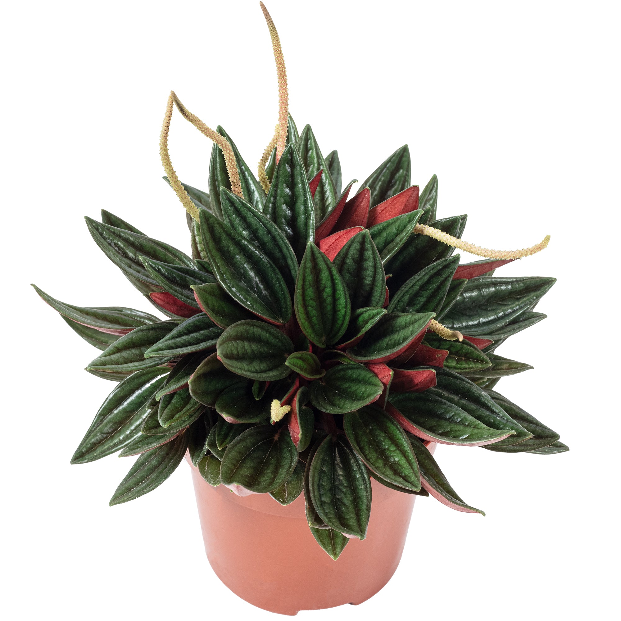 Zwergpfeffer "Smit Rosso" - Peperomia - Höhe ca. 15 cm, Topf-Ø 10,5 cm