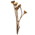 Protea Compacta Rosette - 5 Stück - hell