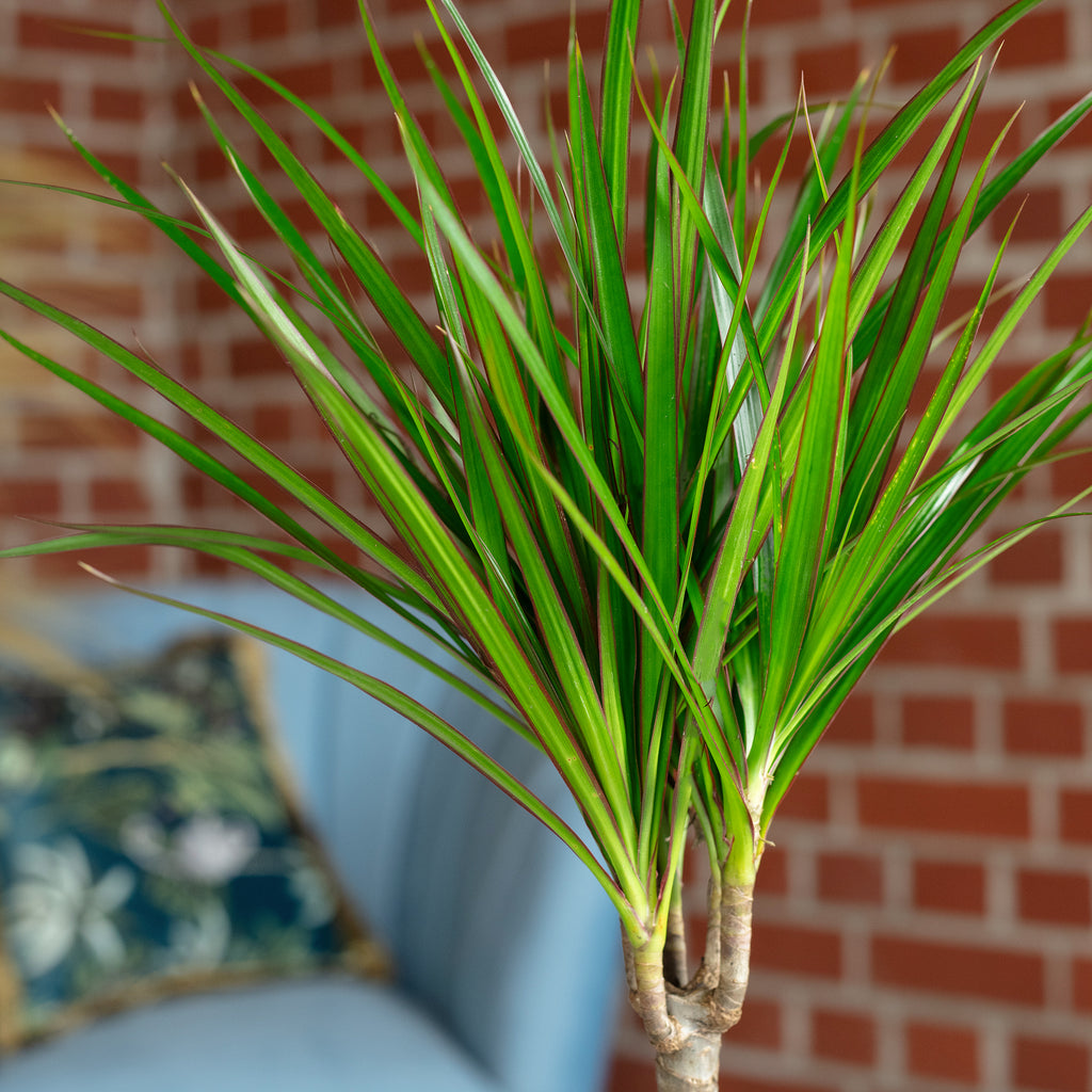 Drachenbaum - Dracaena Marginata - Höhe ca. 35 cm, Topf-Ø 12 cm