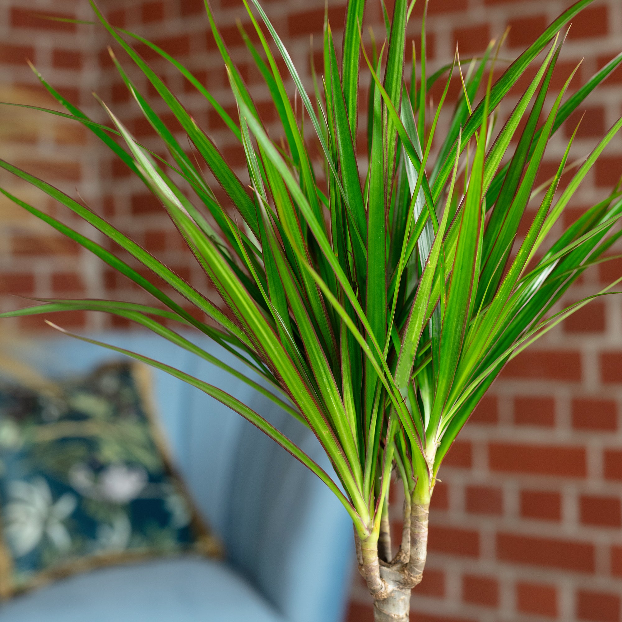 Drachenbaum - Dracaena Marginata - Höhe ca. 35 cm, Topf-Ø 12 cm