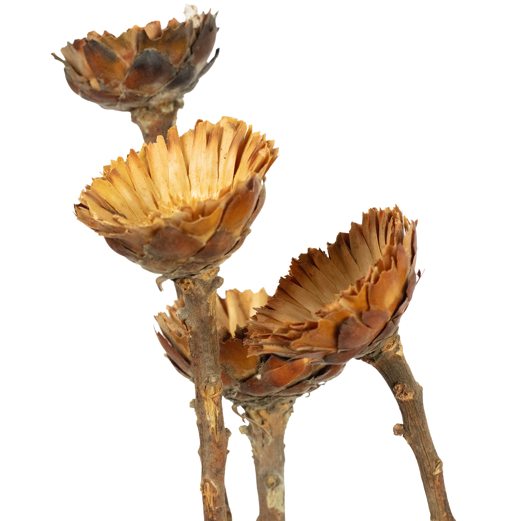 Protea Compacta Rosette - 5 Stück - hell