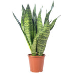 Bogenhanf - Sansevieria zeylanica - Höhe ca. 65 cm, Topf-Ø 17 cm