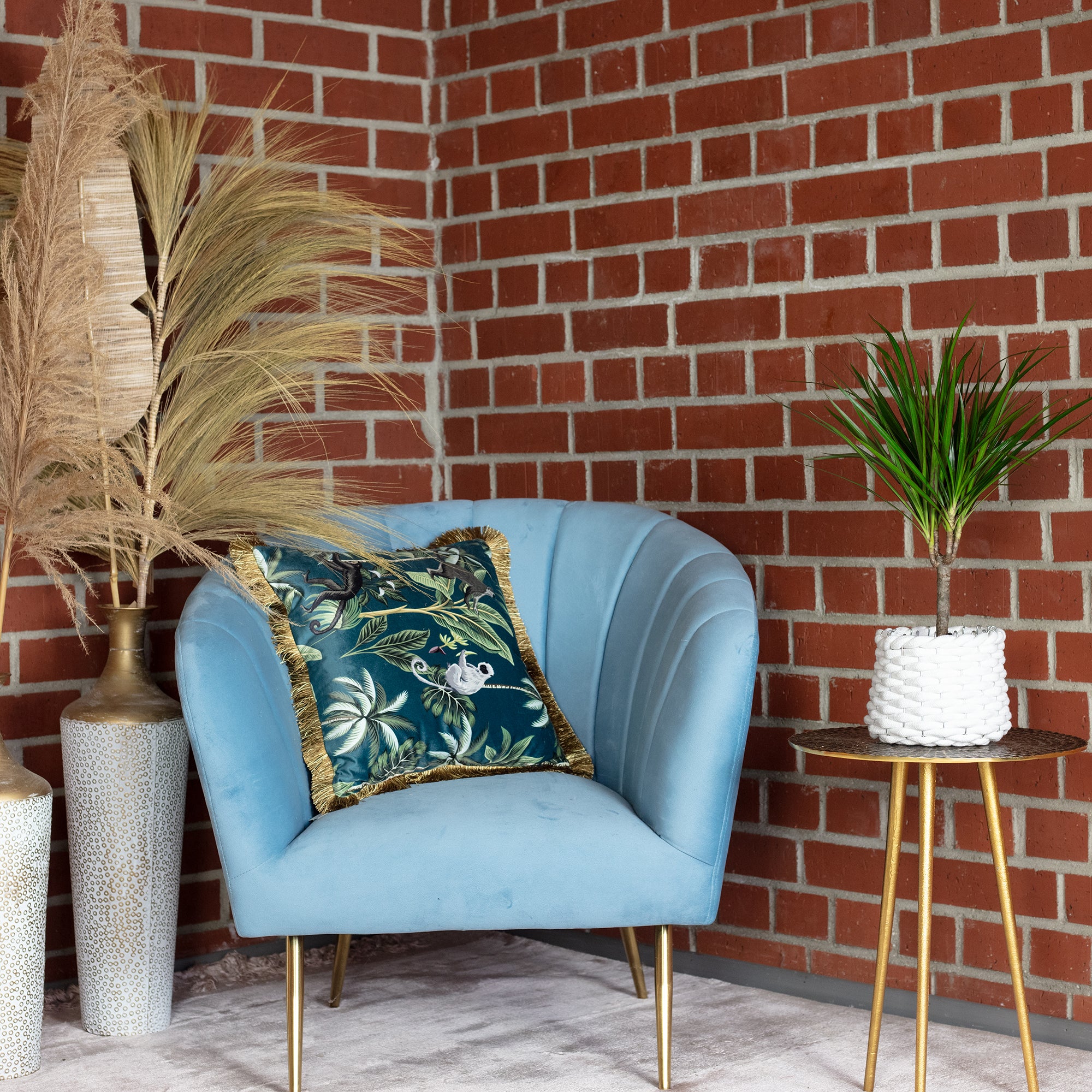 Drachenbaum - Dracaena Marginata - Höhe ca. 35 cm, Topf-Ø 12 cm