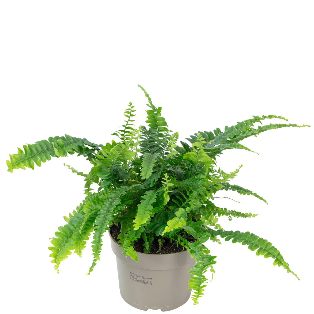 Schwertfarn "Green Lady" - Nephrolepis - Höhe ca. 35 cm, Topf-Ø 12 cm