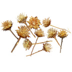 Plumosum kurzer Stiel - 10 Stück - natur