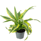 Drachenbaum Lemon Surprise - Dracaena Deremensis Fragrans Lemon Surprise - Höhe ca. 10 cm, Topf-Ø 6 cm