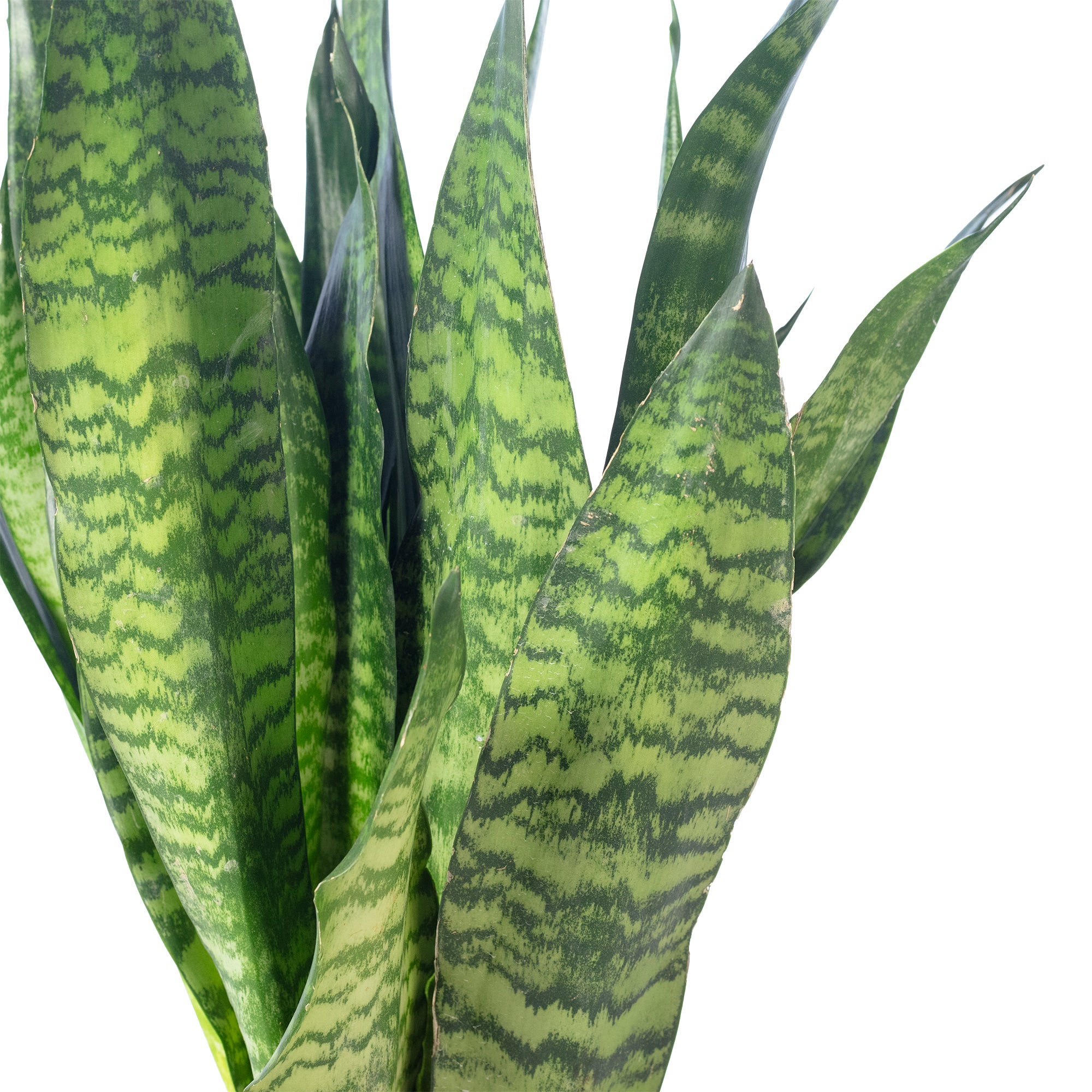 Bogenhanf - Sansevieria zeylanica - Höhe ca. 65 cm, Topf-Ø 17 cm
