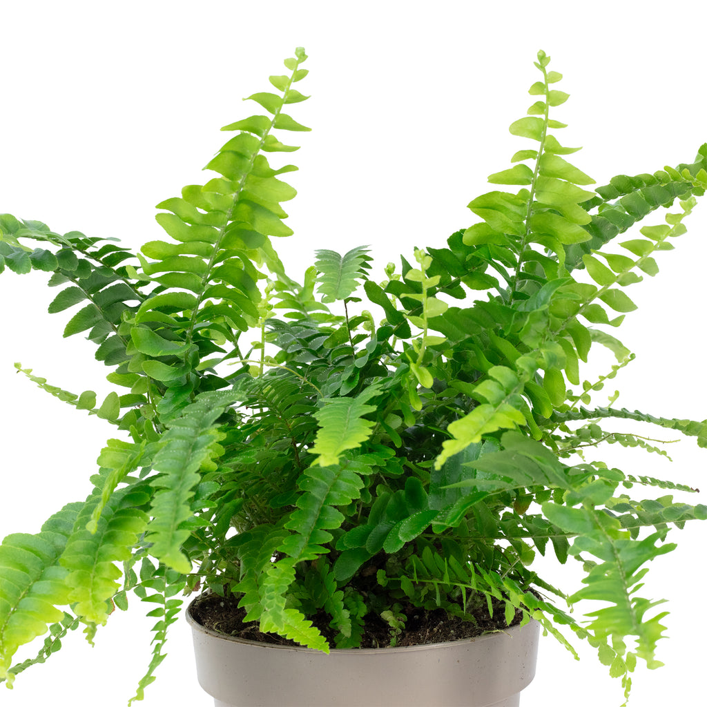 Schwertfarn "Green Lady" - Nephrolepis - Höhe ca. 35 cm, Topf-Ø 12 cm