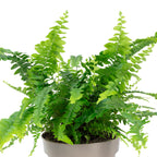 Schwertfarn "Green Lady" - Nephrolepis - Höhe ca. 35 cm, Topf-Ø 12 cm