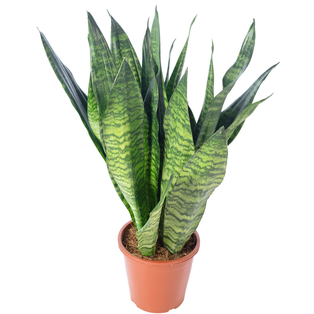 Bogenhanf - Sansevieria zeylanica - Höhe ca. 65 cm, Topf-Ø 17 cm