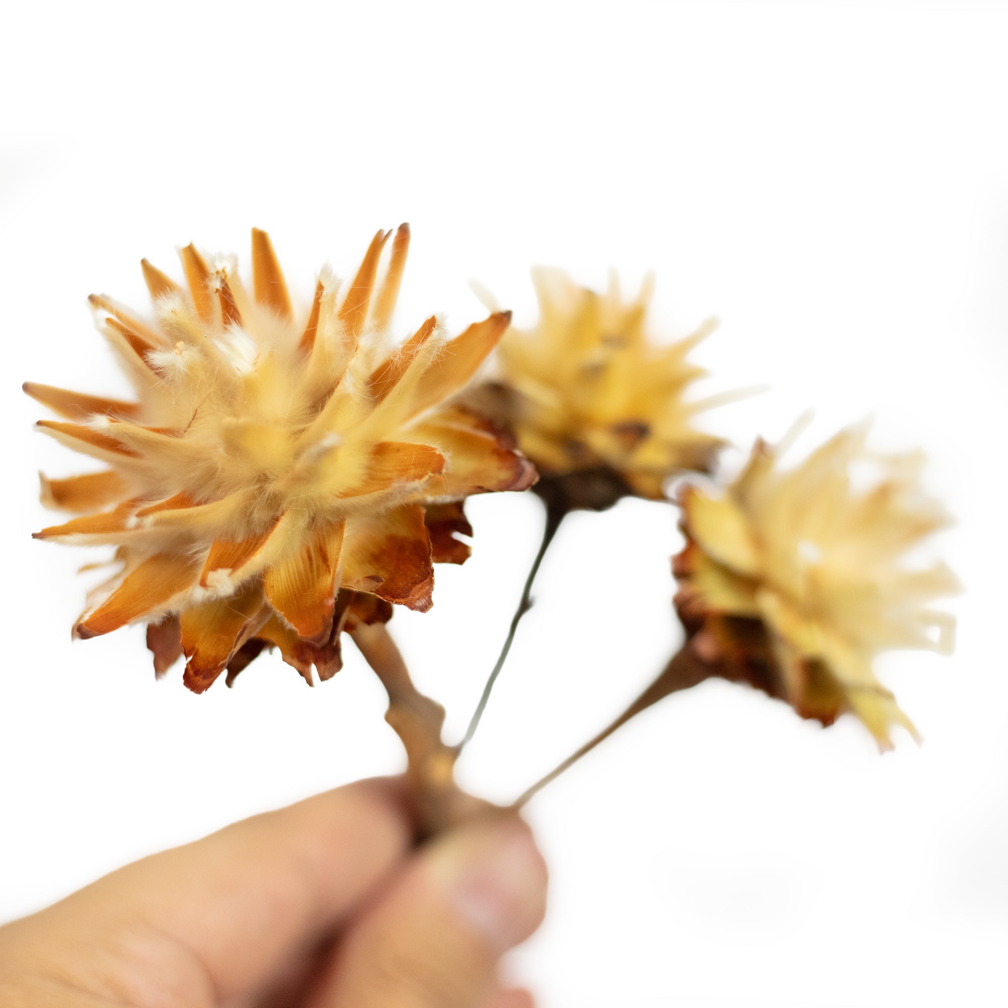 Plumosum kurzer Stiel - 10 Stück - natur