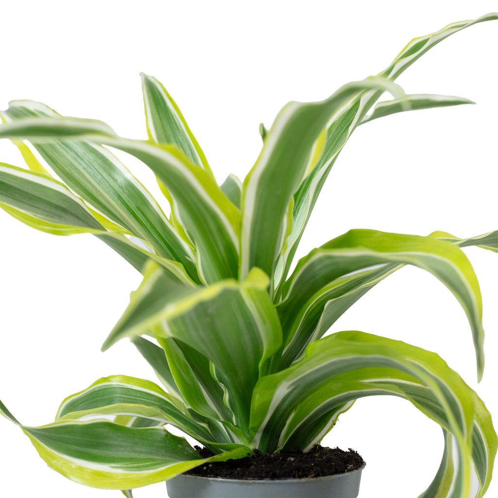 Drachenbaum Lemon Surprise - Dracaena Deremensis Fragrans Lemon Surprise - Höhe ca. 10 cm, Topf-Ø 6 cm