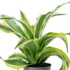 Drachenbaum Lemon Surprise - Dracaena Deremensis Fragrans Lemon Surprise - Höhe ca. 10 cm, Topf-Ø 6 cm