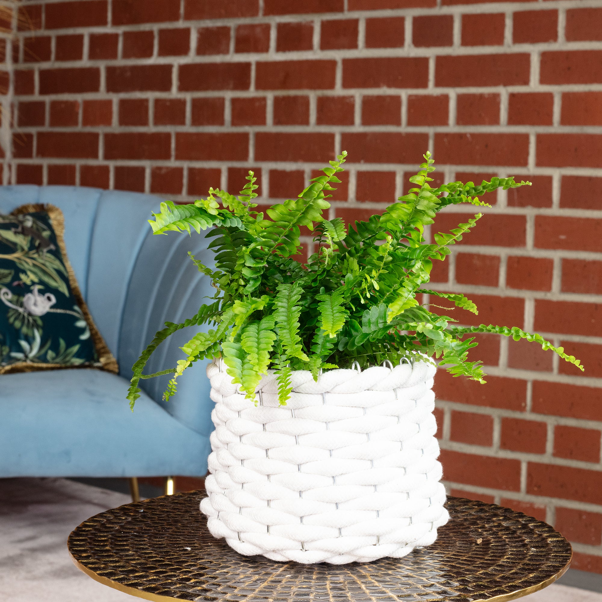 Schwertfarn "Green Lady" - Nephrolepis - Höhe ca. 35 cm, Topf-Ø 12 cm