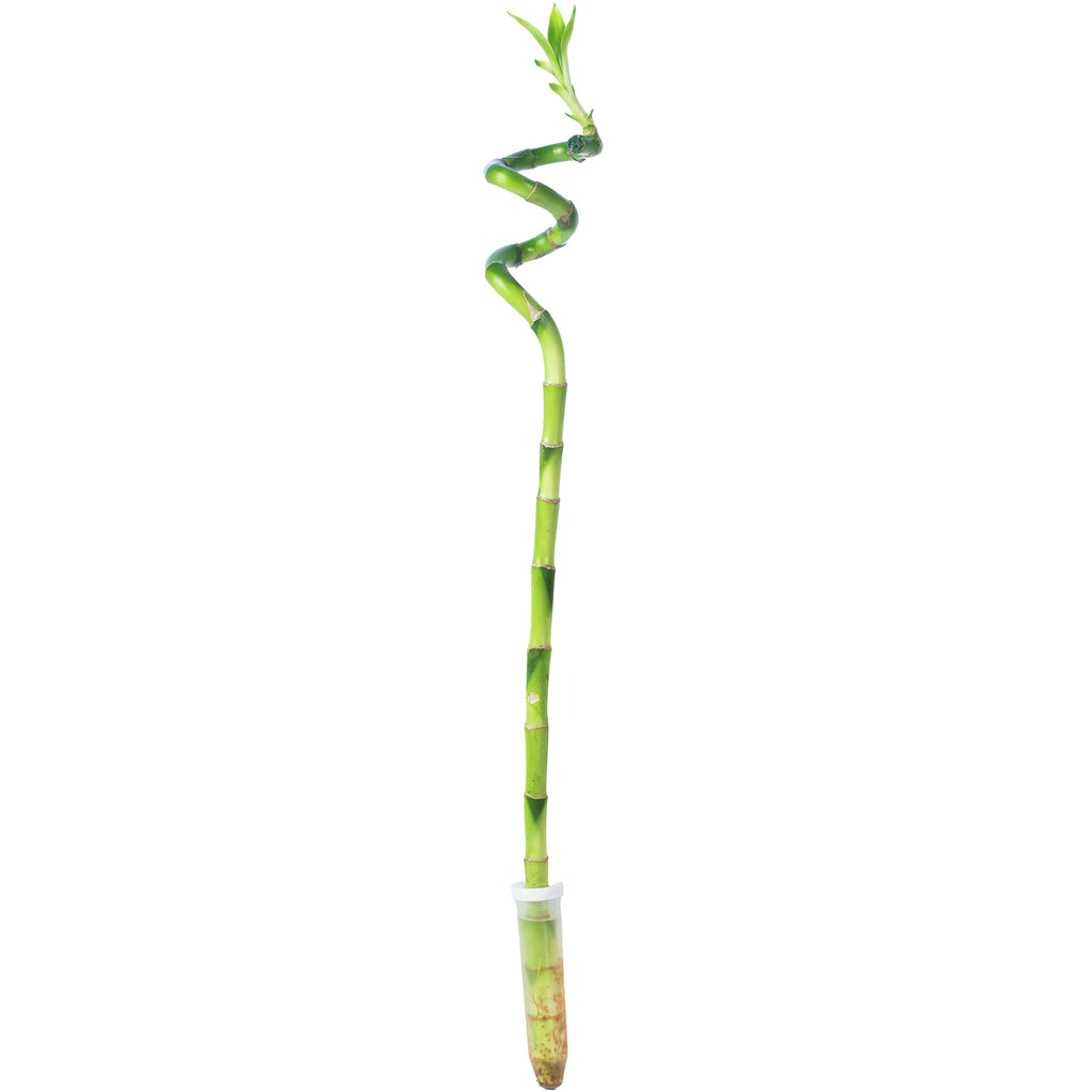 Glücksbambus "Lucky Bamboo" spiralförmiger Stengel, im Röhrchen - Dracaena Sanderiana - Höhe ca. 50 cm, Topf-Ø 5 cm