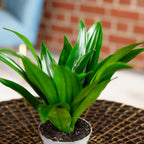 Drachenbaum Janet Craig - Dracaena Deremensis Janet Craig - Höhe ca. 15 cm, Topf-Ø 6 cm