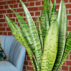 Bogenhanf - Sansevieria zeylanica - Höhe ca. 45 cm, Topf-Ø 14 cm