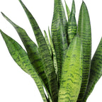 Bogenhanf - Sansevieria zeylanica - Höhe ca. 45 cm, Topf-Ø 14 cm