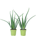 2er-Set Echte Aloe - Aloe vera - Höhe ca. 40 cm, Topf-Ø 12 cm