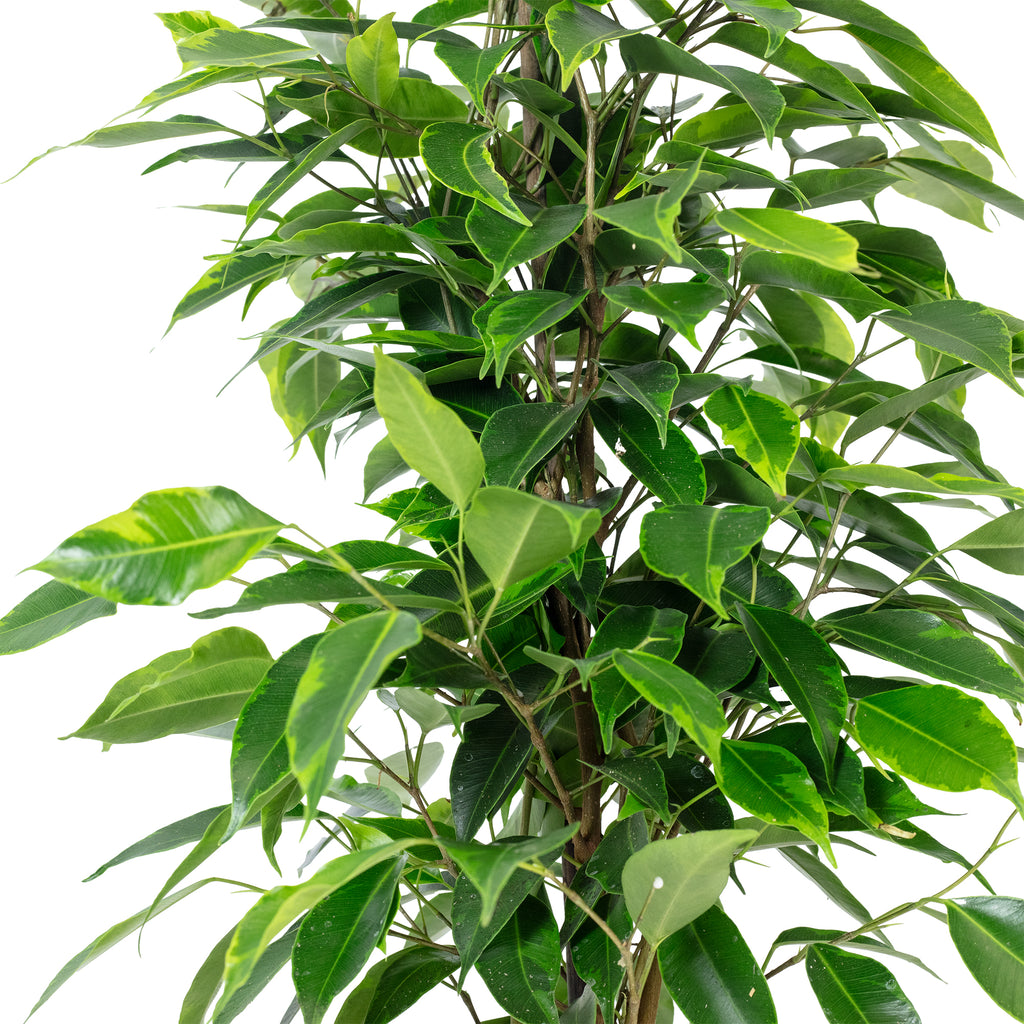 Birkenfeige "Forever" - Ficus benjamini - Höhe ca. 75 cm, Topf-Ø 17 cm
