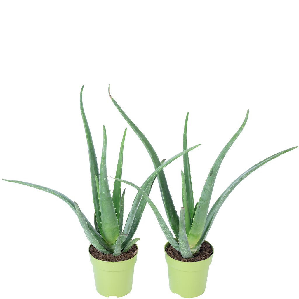 2er-Set Echte Aloe - Aloe vera - Höhe ca. 40 cm, Topf-Ø 12 cm