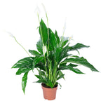 Einblatt 3-5 Blüten/Knospen - Spathiphyllum - Höhe ca. 50 cm, Topf-Ø 13 cm