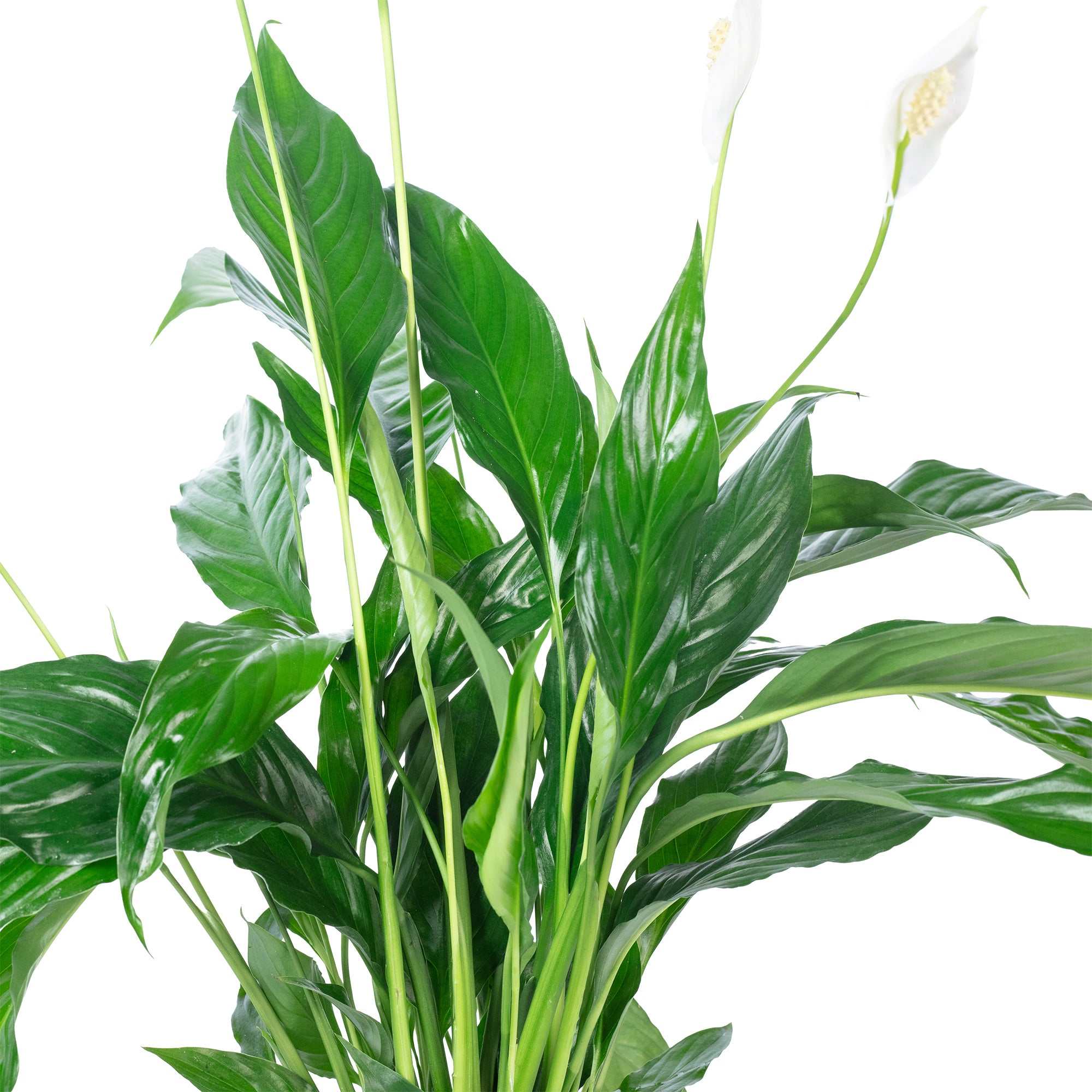 Einblatt 3-5 Blüten/Knospen - Spathiphyllum - Höhe ca. 50 cm, Topf-Ø 13 cm