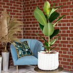 Gummibaum 1-stämmig - Ficus elastica 'Robusta' - Höhe ca. 70 cm, Topf-Ø 21 cm