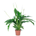 Einblatt 3-5 Blüten/Knospen - Spathiphyllum - Höhe ca. 50 cm, Topf-Ø 13 cm