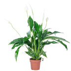 Einblatt 3-5 Blüten/Knospen - Spathiphyllum - Höhe ca. 50 cm, Topf-Ø 13 cm