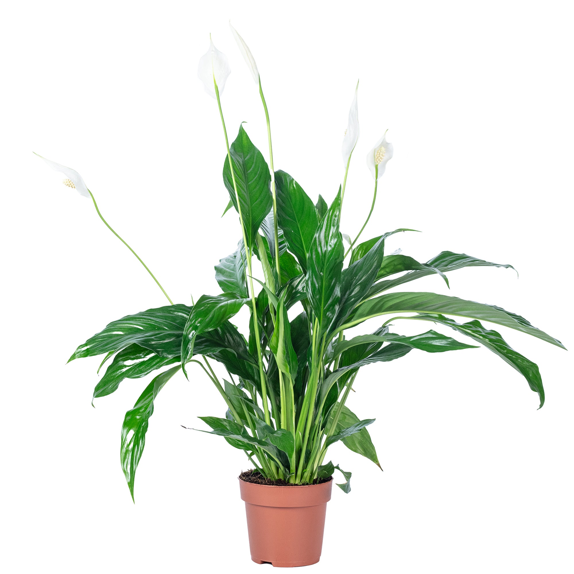 Einblatt 3-5 Blüten/Knospen - Spathiphyllum - Höhe ca. 50 cm, Topf-Ø 13 cm