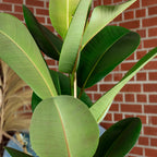 Gummibaum 1-stämmig - Ficus elastica 'Robusta' - Höhe ca. 70 cm, Topf-Ø 21 cm