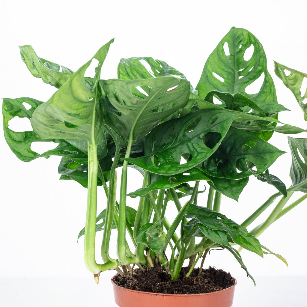 Fensterblatt - Monstera 'Monkey' - Topfgröße 12 cm, Höhe ca. 25 cm