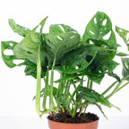 Fensterblatt - Monstera 'Monkey' - Topfgröße 12 cm, Höhe ca. 25 cm