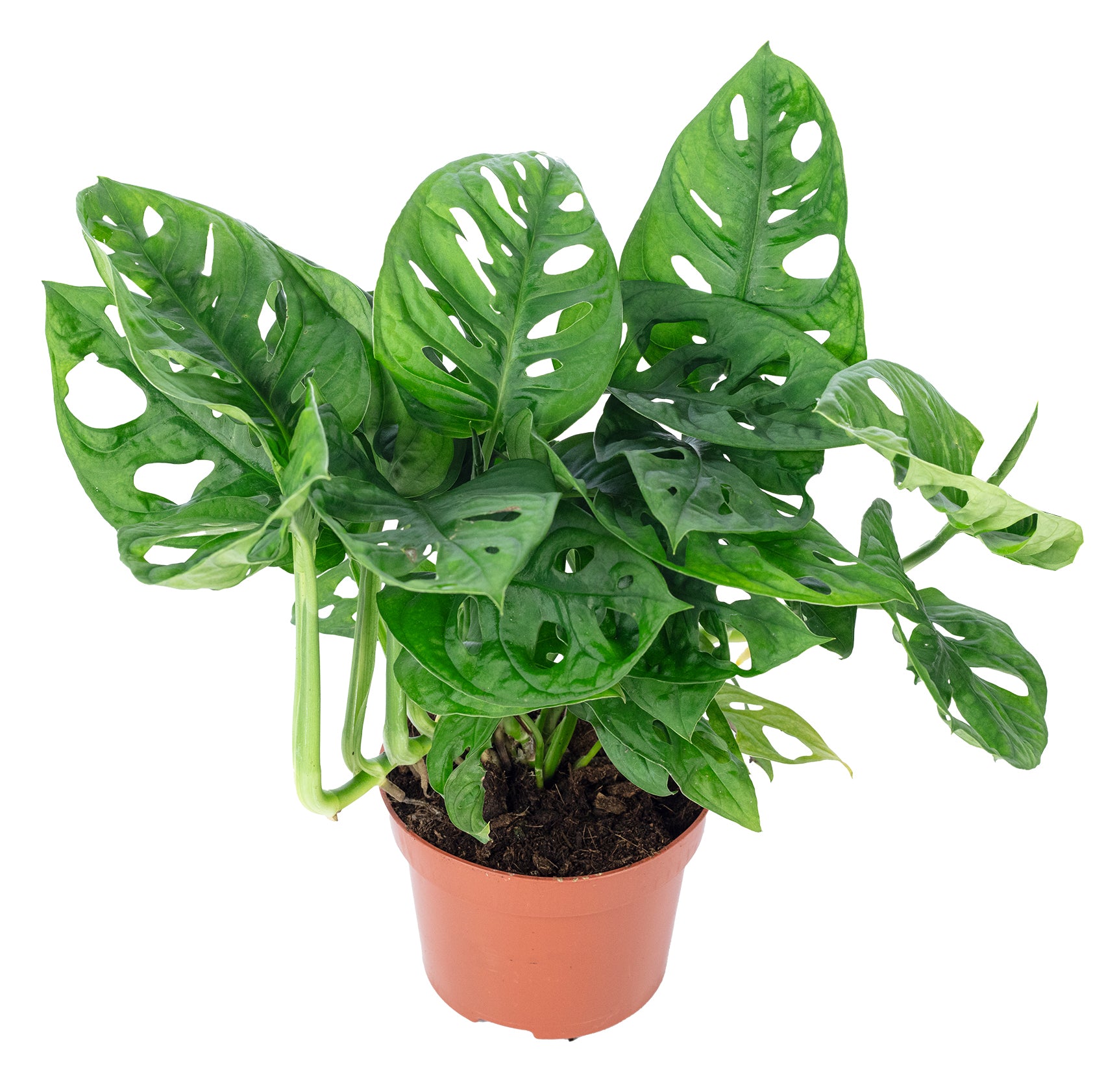 Fensterblatt - Monstera 'Monkey' - Topfgröße 12 cm, Höhe ca. 25 cm