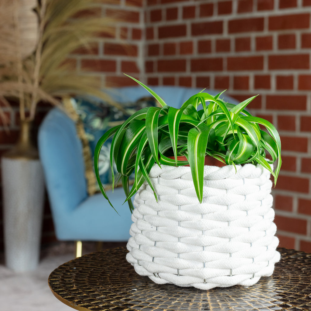 Grünlilie 'Bonnie' - Chlorophytum Comosum - Höhe ca. 25 cm, Topf-Ø 12 cm