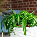 Grünlilie 'Bonnie' - Chlorophytum Comosum - Höhe ca. 25 cm, Topf-Ø 12 cm