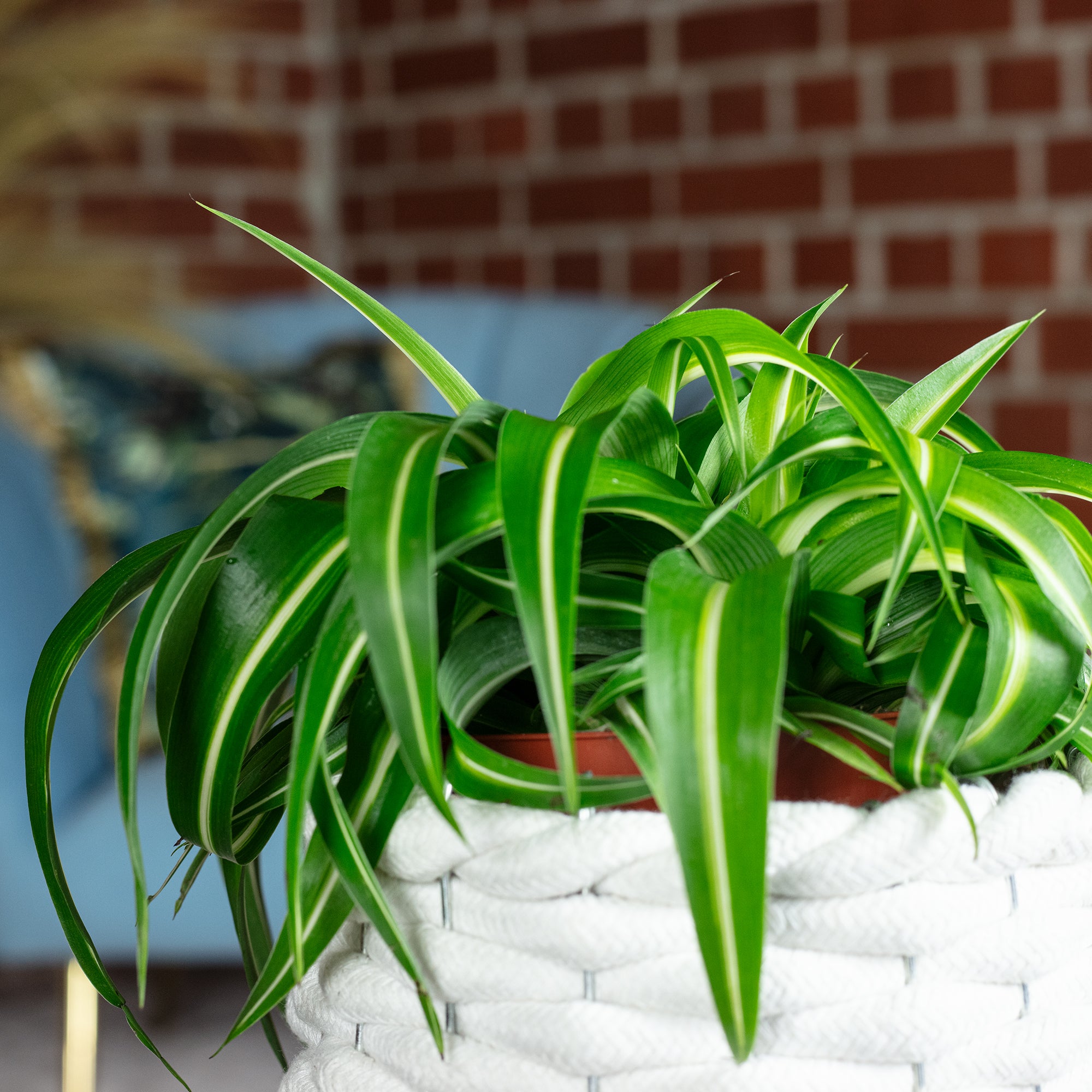 Grünlilie 'Bonnie' - Chlorophytum Comosum - Höhe ca. 25 cm, Topf-Ø 12 cm